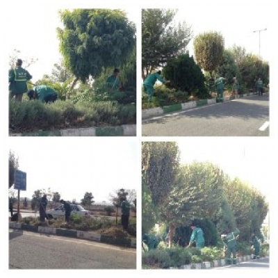 عملیات حذف پاجوش و تنه جوش درختان بلوار علامه طباطبایی شهر پرند اجرا شد.