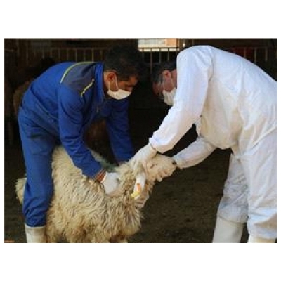 عرضه بهداشتی دام و اختصاص مرکز ذبح اسلامی به مناسبت عید سعید قربان در میدان استقلال پرند