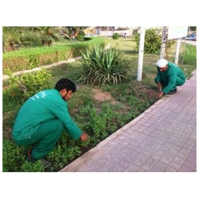 اجرای طرح وجین علف های هرز از فضای سبز شهر پرند