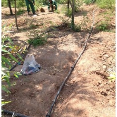 اجرای طرح لوله گذاری آبیاری قطره ای جنگل مروارید شهر پرند