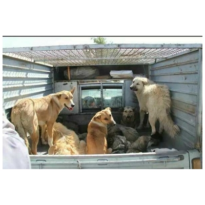 شهرداری پرند با هرگونه سگ کشی و نادیده گرفتن حقوق حیوانات شدیدا مخالف است.