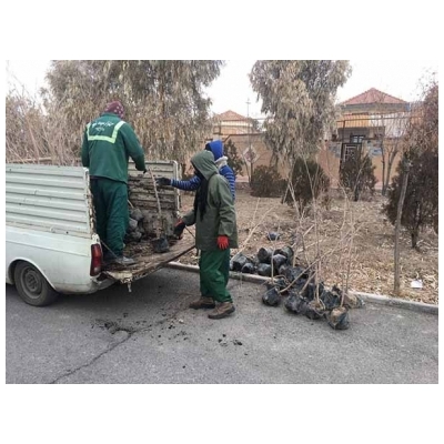 کاشت درخت توت کاکوزا در بوستان های مریم، گلایل و کوکب شهر پرند