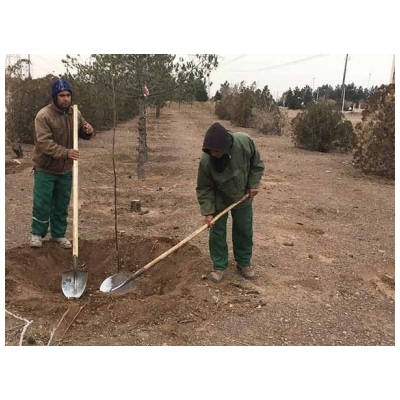 کاشت 250 اصله نهال زیتون از بلوار طباطبایی جنوبی تا میدان آزادی