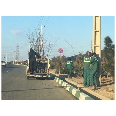 کاشت 450 اصله درخت در ورودی شهر پرند