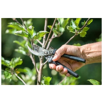 اجرای عملیات هرس فرم درختان از میدان استقلال تا میدان امام خمینی (ره) و بوستان کوهسار