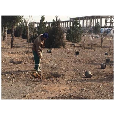 اجرای عملیات کاشت نهال زیتون از میدان استقلال تا ورودی شهر