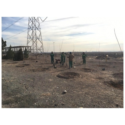 کاشت 500 اصله درخت از میدان آزادی به سمت میدان بصیرت