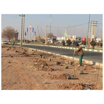 کاشت 300 اصله درخت در حاشیه میدان آزادی شهر پرند