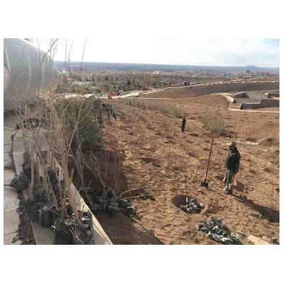 کاشت 120 اصله نهال توت در شمال بوستان کوهسار