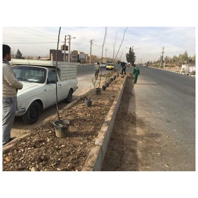 اجرای عملیات خاکریزی، کوددهی و کاشت درخت زیتون در تقاطع بلوار مطهری و شهدا
