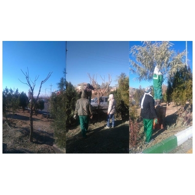 اجرای عملیات هرس درختان سطح شهر