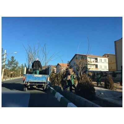 اجرای عملیات کاشت درخت در بلوار شهدای شمالی