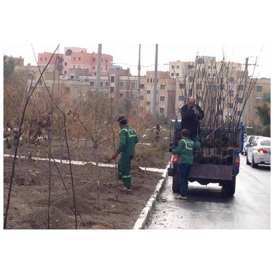 کاشت 200 اصله نهال زیتون در بلوار چهارباغ گلستان