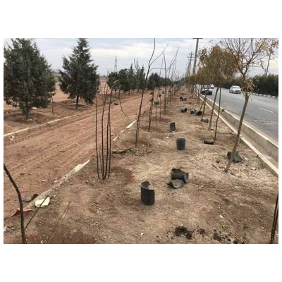کاشت 130 اصله درخت زیتون تلخ در میادین آزادی تا استقلال و بلوار شهدای شمالی