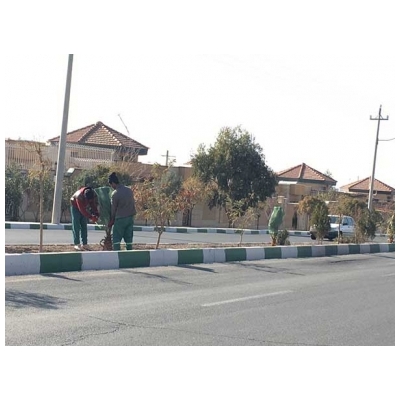 اجرای طرح نایلون کشی درختچه های زینتی پالم در سطح شهر پرند