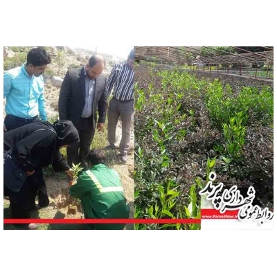 کاشت 15 اصله نهال کنوکارپوس در سه نقطه از شهر پرند