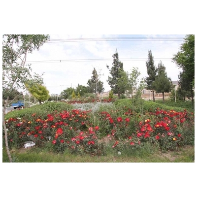 کاشت نهال از حد فاصل تقاطع بلوار شهدا تا تقاطع علامه طباطبایی