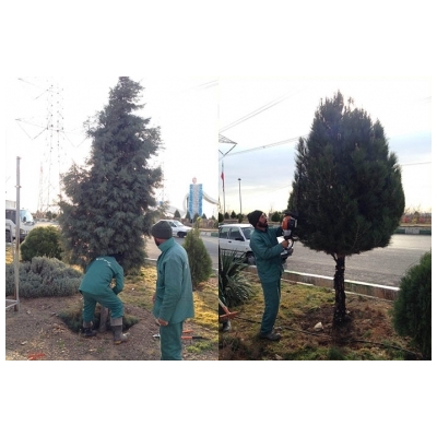 اجرای هرس فرم درختان در سطح شهر پرند