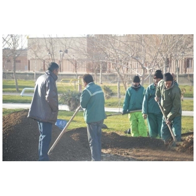 اجرای عملیات کود دهی درختان چمن های سطح شهر پرند