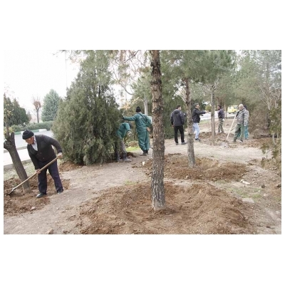 اتمام طرح تشتک زنی درختان در بوستان های کوهسار و فدک و اطراف مساجد امام حسن (ع) و امام حسین (ع)