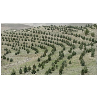 شروع اجرای طرح جنگل کاری برای روز درختکاری