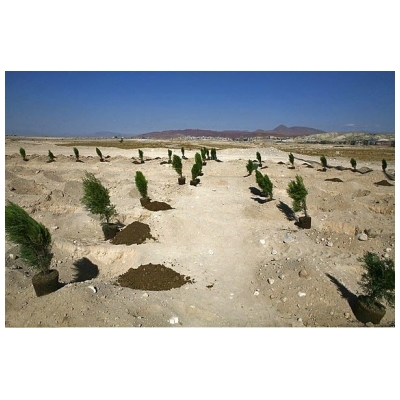 اجرای طرح کاشت نهال در بوستان تندرستی