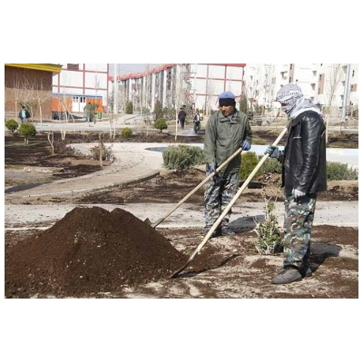 اجرای عملیات کودپاشی درختان و فضای سبز اطراف مسجد امام حسین (ع)