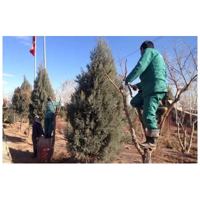 گزارش تصویری هرس درختان فضای سبز شهر جدید پرند