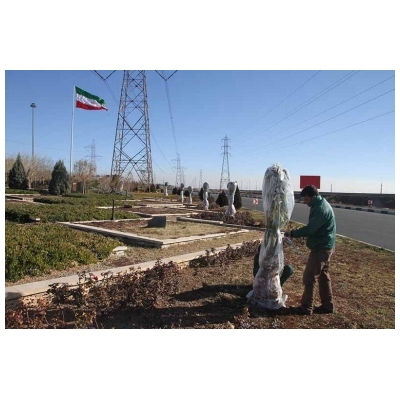 نایلون کشی درختچه های زینتی پالم در سطح شهر پرند انجام شد