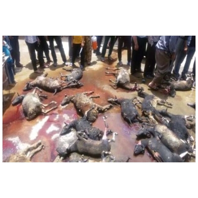 فعالیت معاونت خدمات شهری شهرداری پرند در آستانه عید سعید قربان