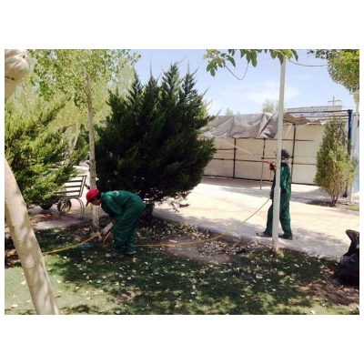 سم پاشی درختان و فضای سبز شهر پرند