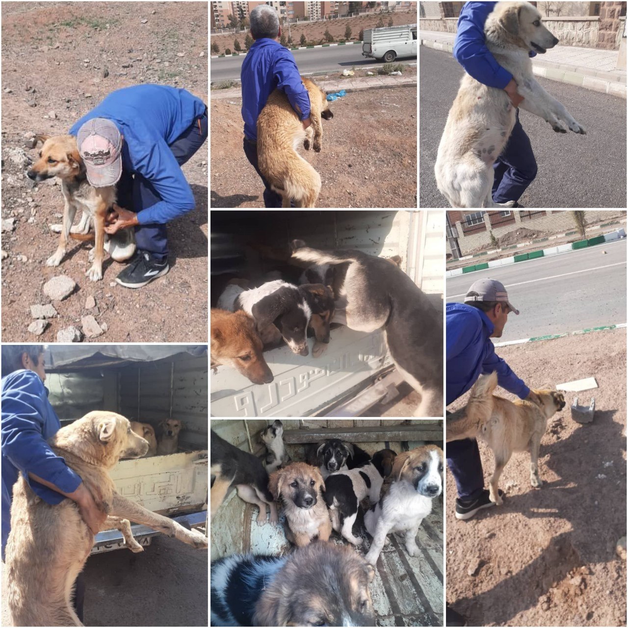 اجرای طرح ویژه جمع آوری سگ های بلاصاحب در پرند   