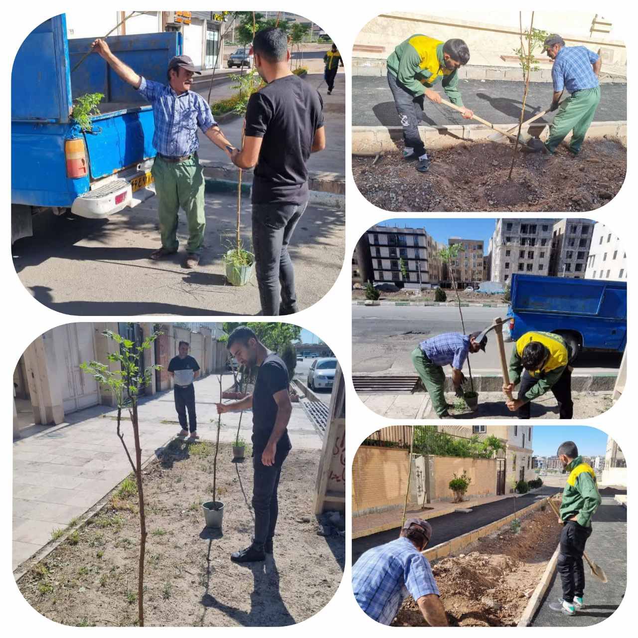 کاشت درخت و درختچه در فاز 3 شهر پرند