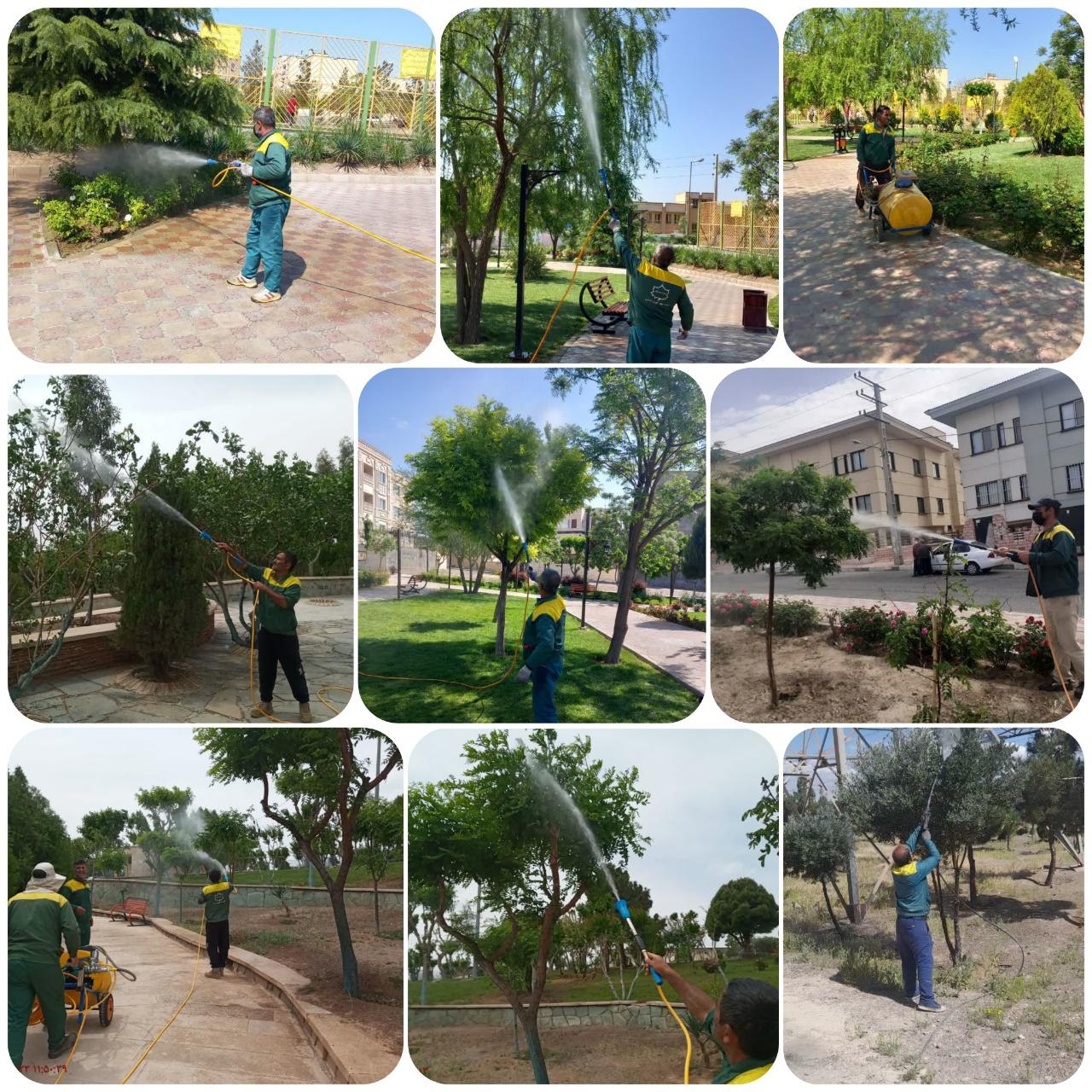 عملیات سم پاشی درختان و عرصه های فضای سبز شهر پرند 