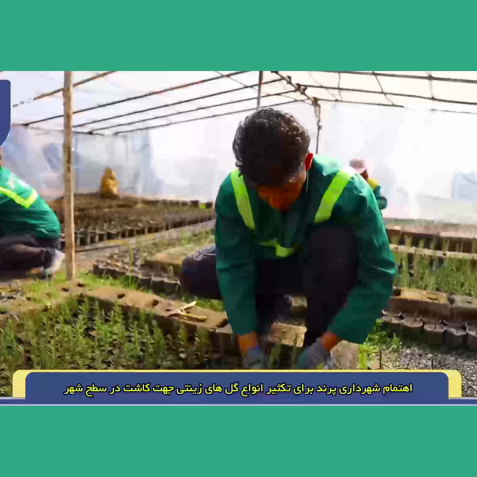  اهتمام شهرداری پرند برای تکثیر انواع گل های زینتی جهت کاشت در سطح شهر