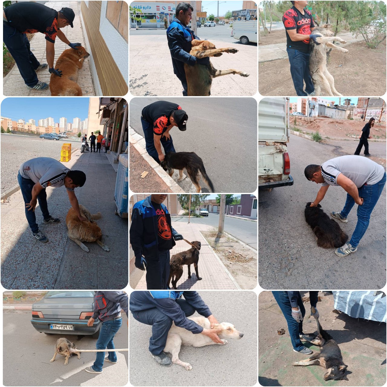 اجرای طرح ضربتی جمع آوری سگ های بلاصاحب شهر پرند