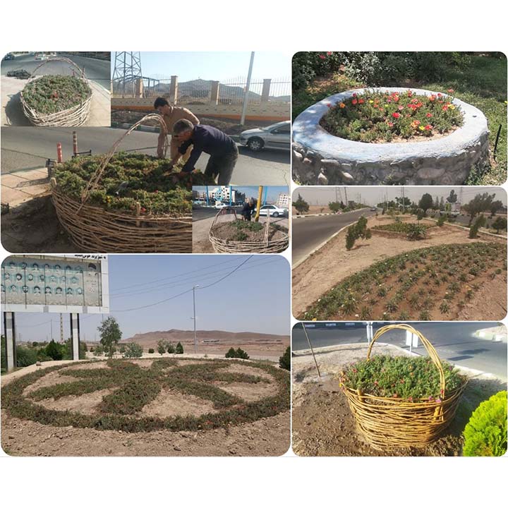 دور دوم کاشت گل های تابستانه در شهر پرند